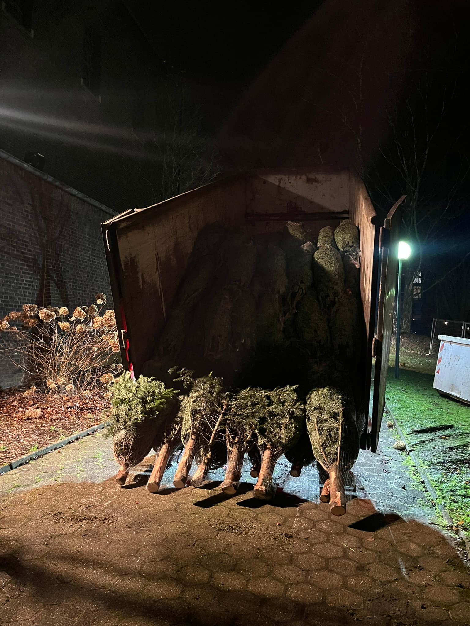 Bäume werden am Abend vom Anhänger geladen