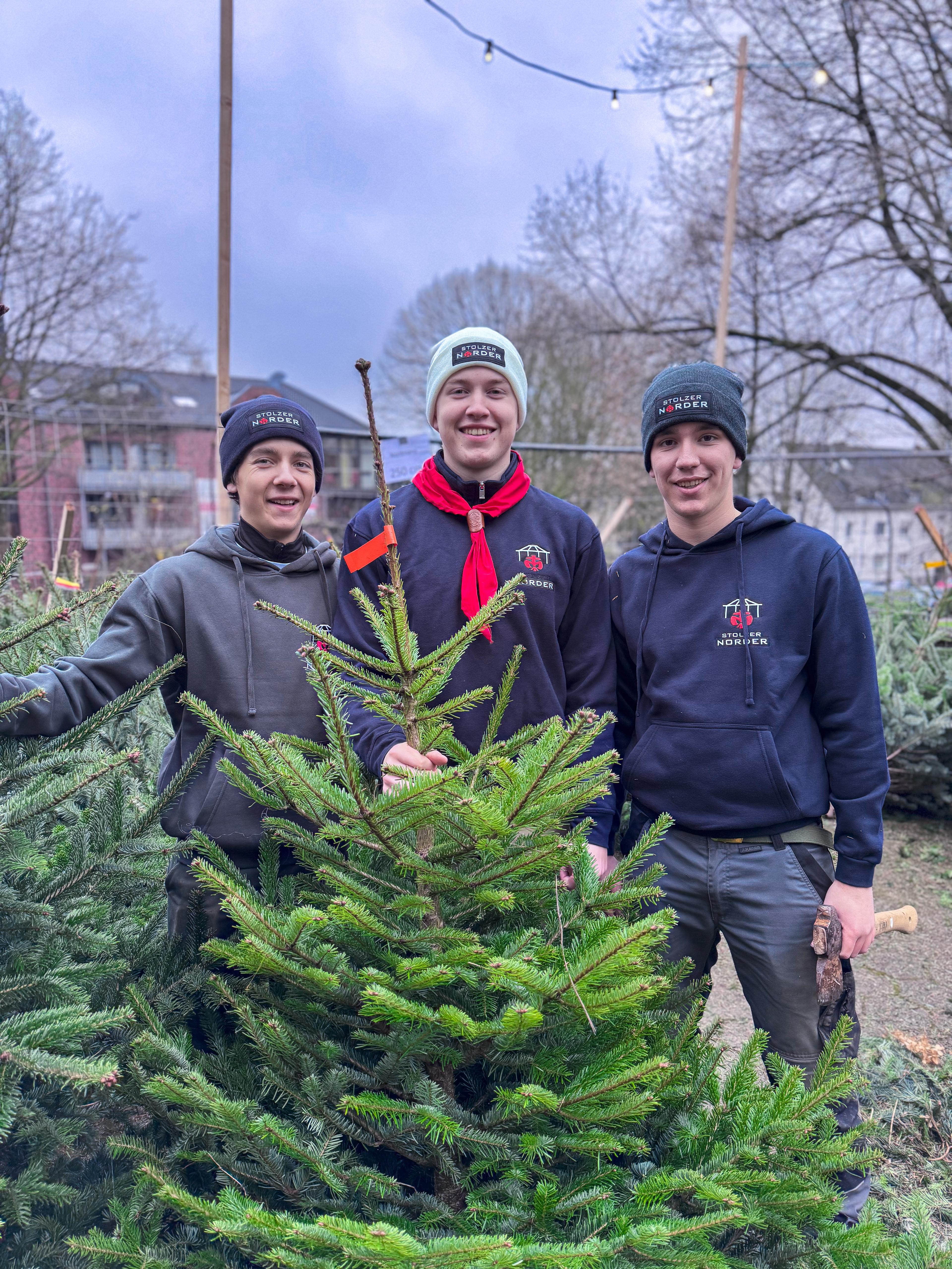 Bäume in Reihen bereit